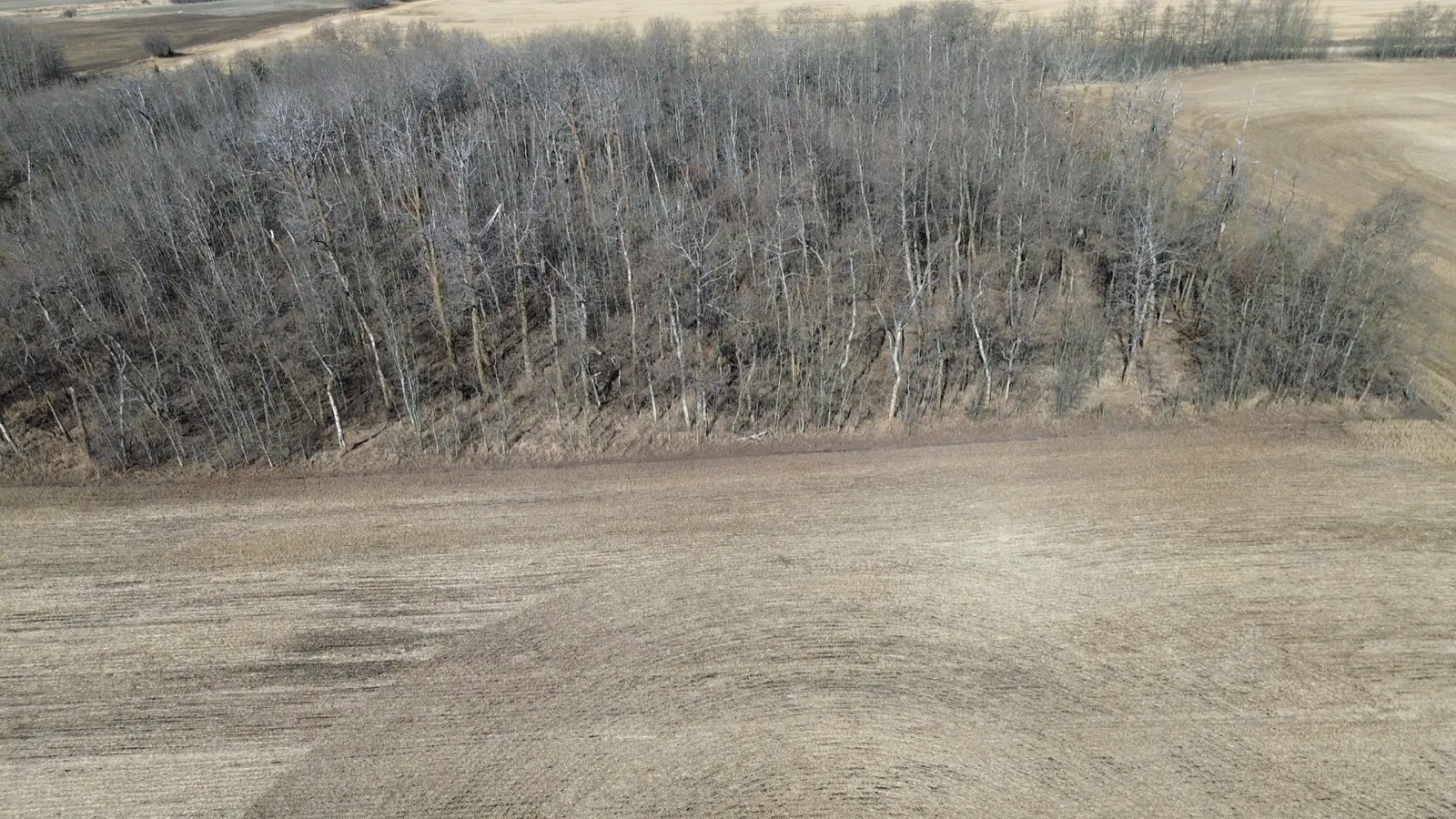 Wooded field edge before land clearing in Alberta
