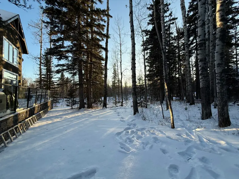Wooded Alberta property before winter tree clearing