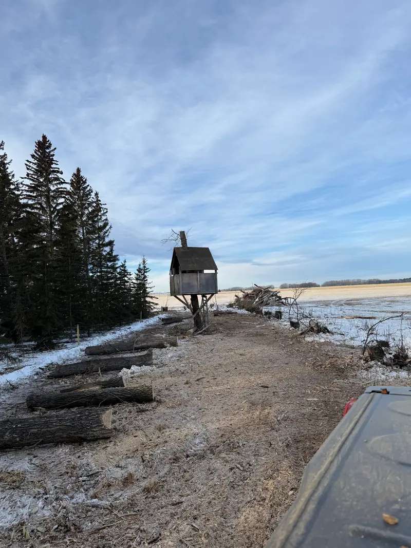 Logs and cleared ground during winter tree-removal cleanup